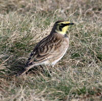 state park birds