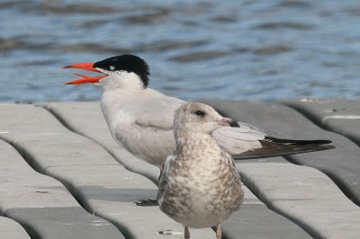 IMG_9809AA.jpg