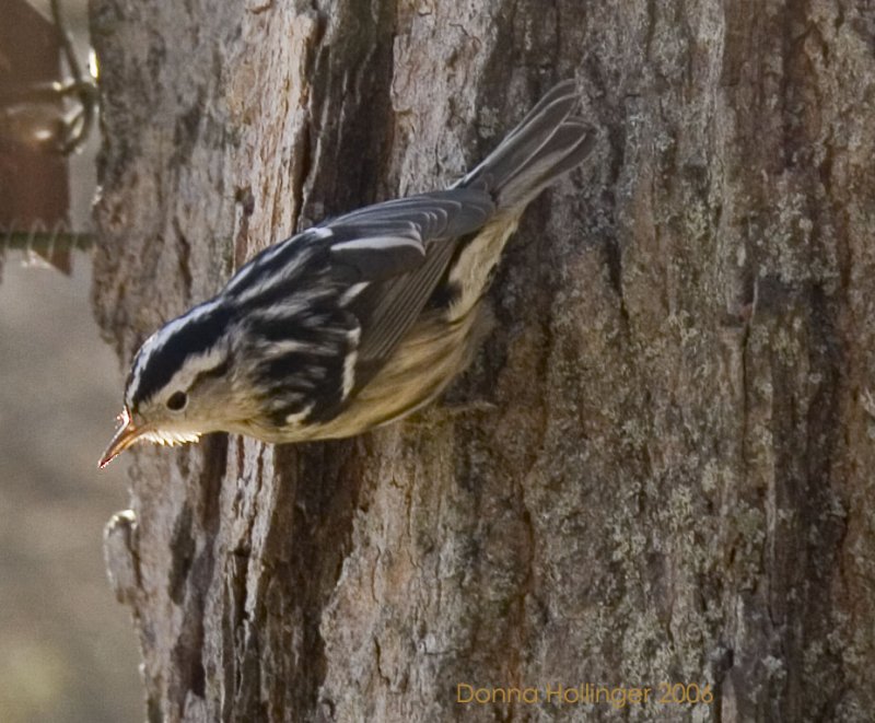 Mniotilta Varia (B & W Warbler)