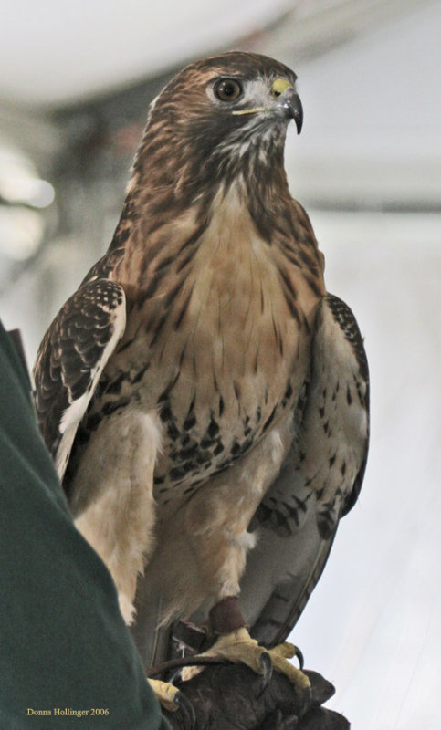Young Redtail