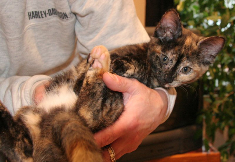 Squirmy little kitty