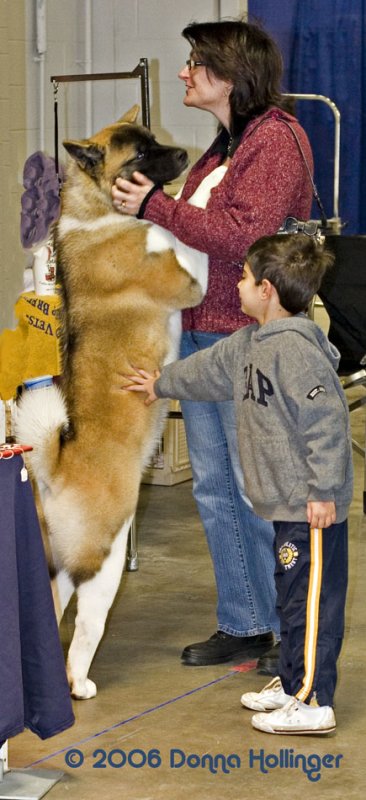 Akita love