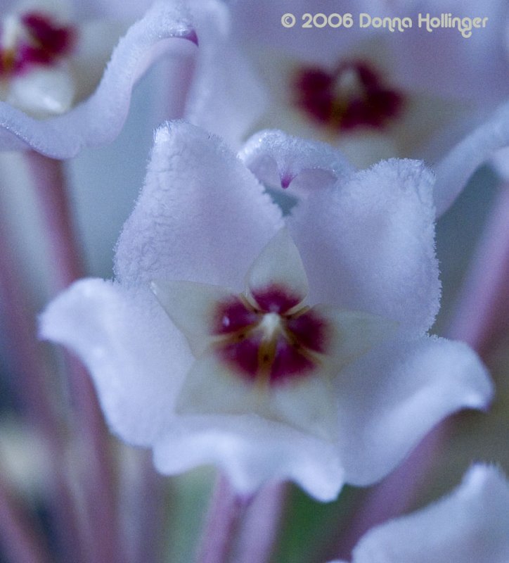 Hoya Carnosa