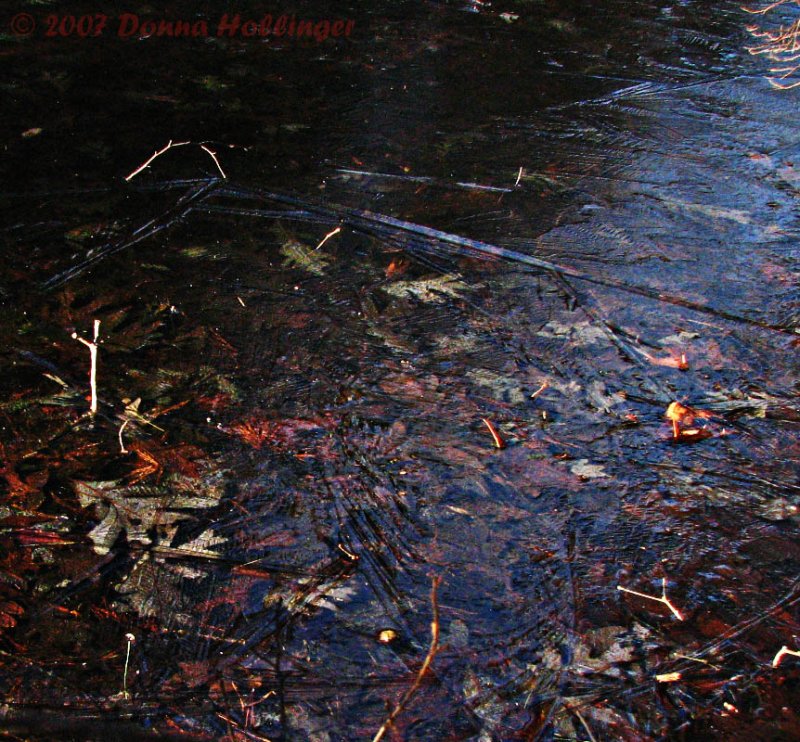 Ice formation over leaves