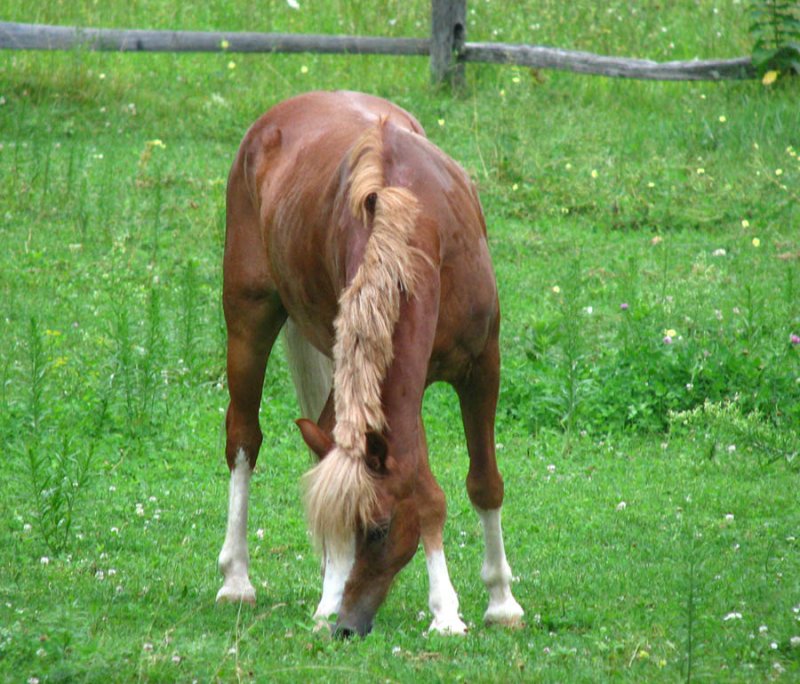 Strafford  Cheshire? Horse