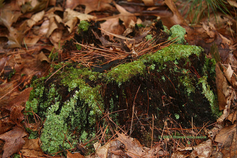 Greens and Browns