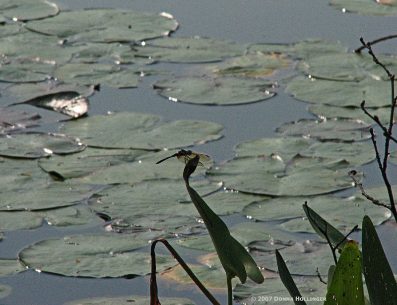 Lillypads