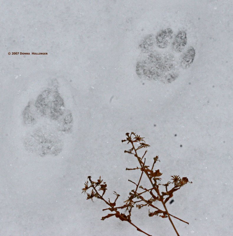 Cat Tracks, Front and back paw