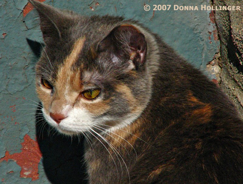 Josie after some fresh catnip