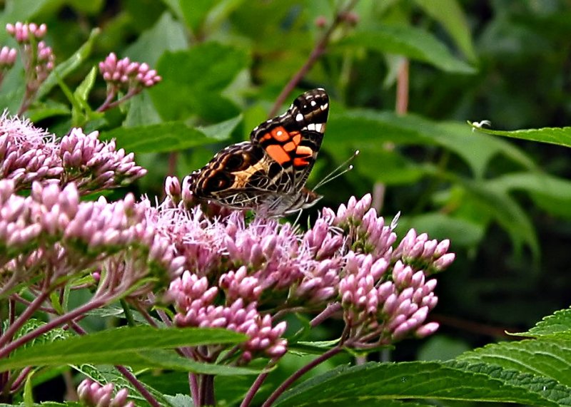 American Lady (Vanessa virginiensis)