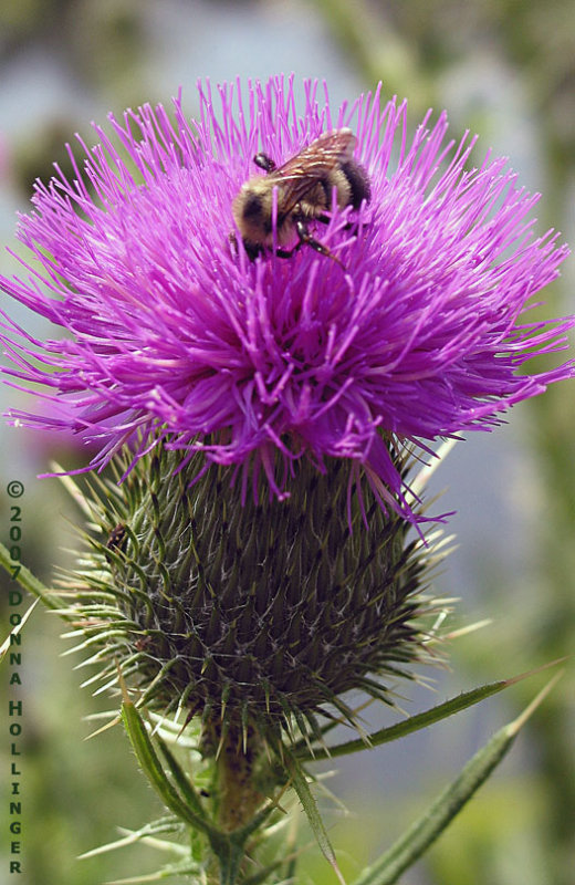 Thistle enveloping the bee