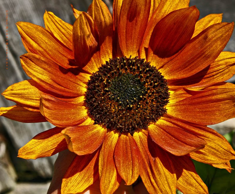 Red Sunflower