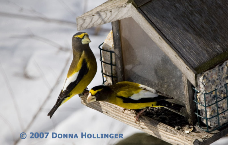 Two Evening GrosBeaks feeding