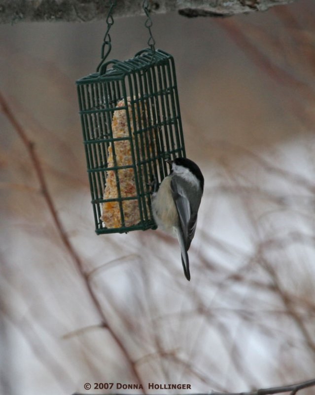 Chicadee on the suet