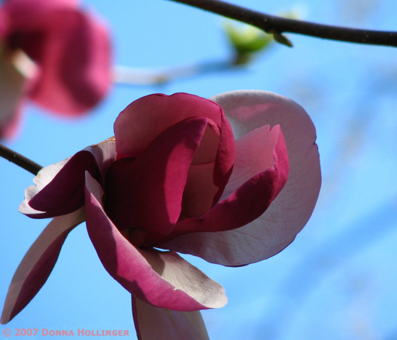 Magnolia in Mount Auburn