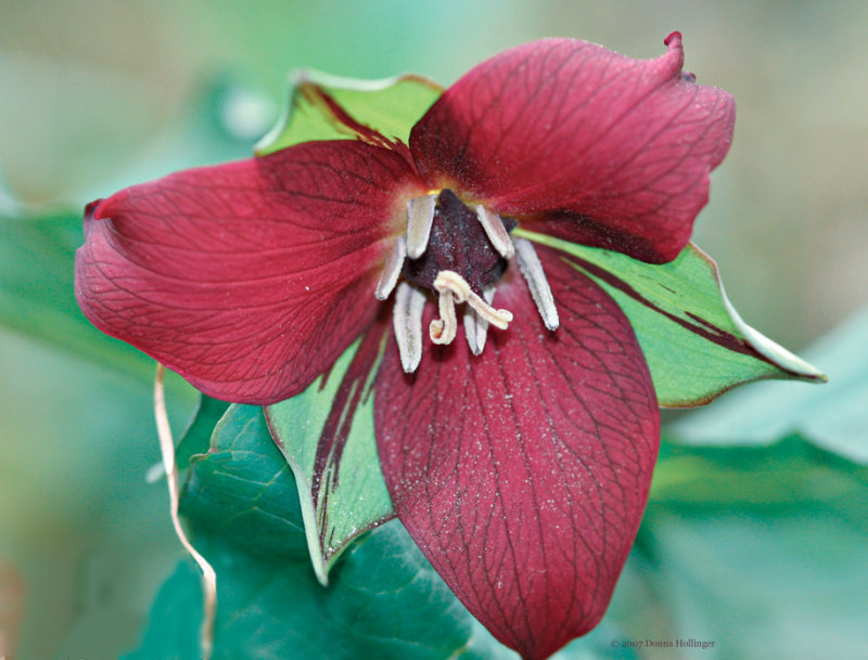 Trillium today