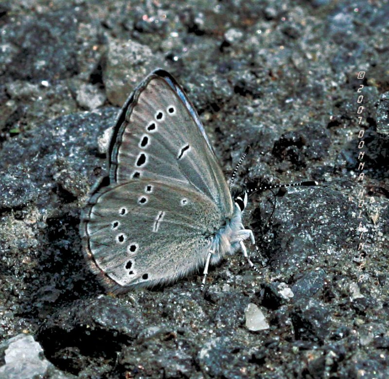 Copper butterfly