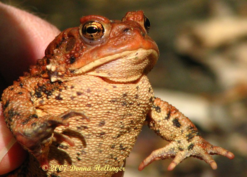 Red Toad near home