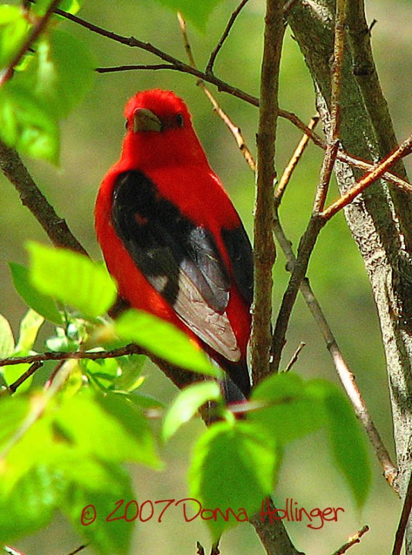 Scarlet Tanager