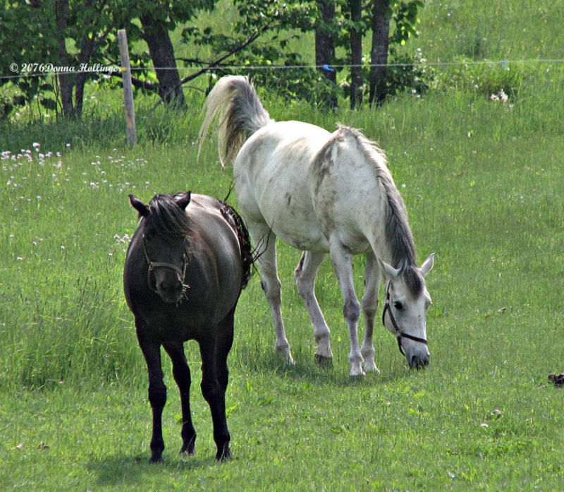 Two spirited horses