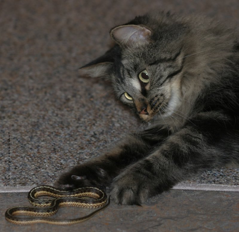 Kitty Mica killing a garter snake