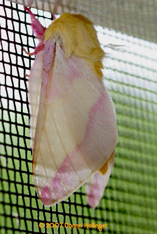 Rosy Maple Moth-Blond Mop Moth