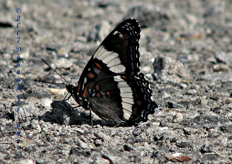 Intergrade between Red Spotted Purple
