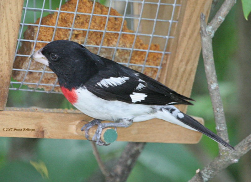 Red Pepper Suet and the Hungry Grosbeak
