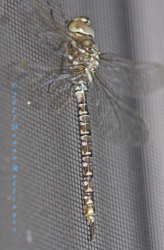 Dragonfly on my Screen door