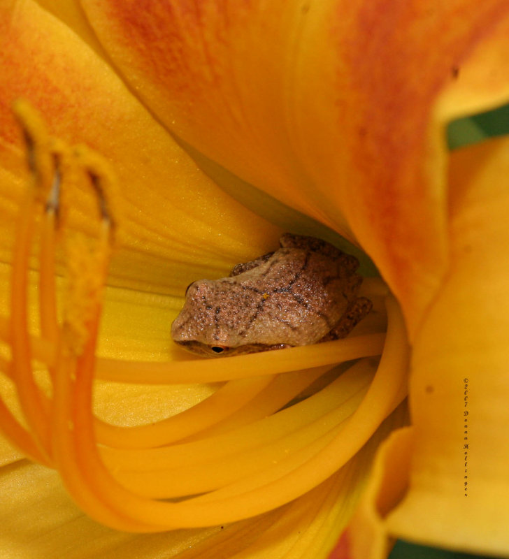 Spring Peeper Inside  Daylily