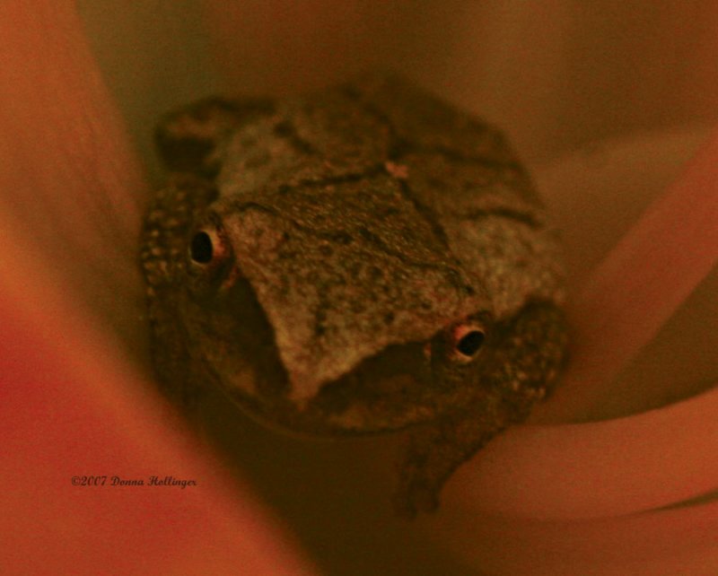 Spring Peeper in a Daylily