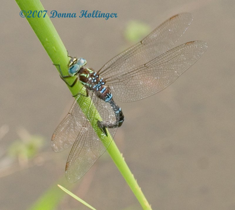 Pattern of  the Shadow Darner