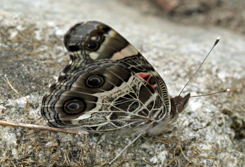 American Lady (Vanessa virginiensis)