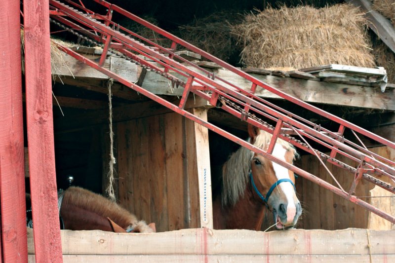 Shooting Earls Horse.