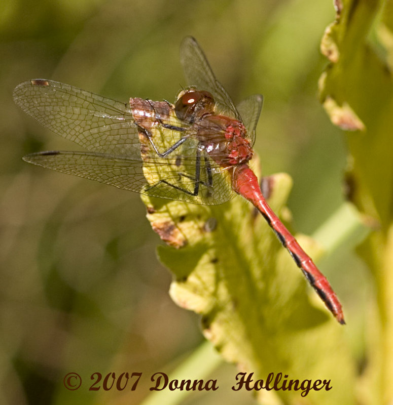 Sympetrum rubicundulum