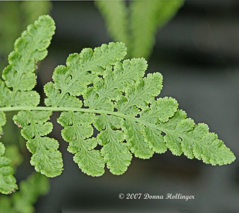 Fern Lines