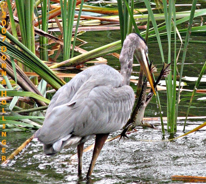 Great Blue Heron catching a frog!