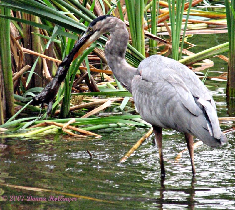 Great Blue Heron with Frog