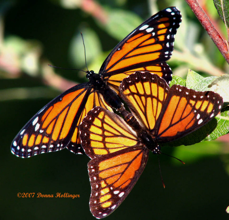 Limenitis archippus
