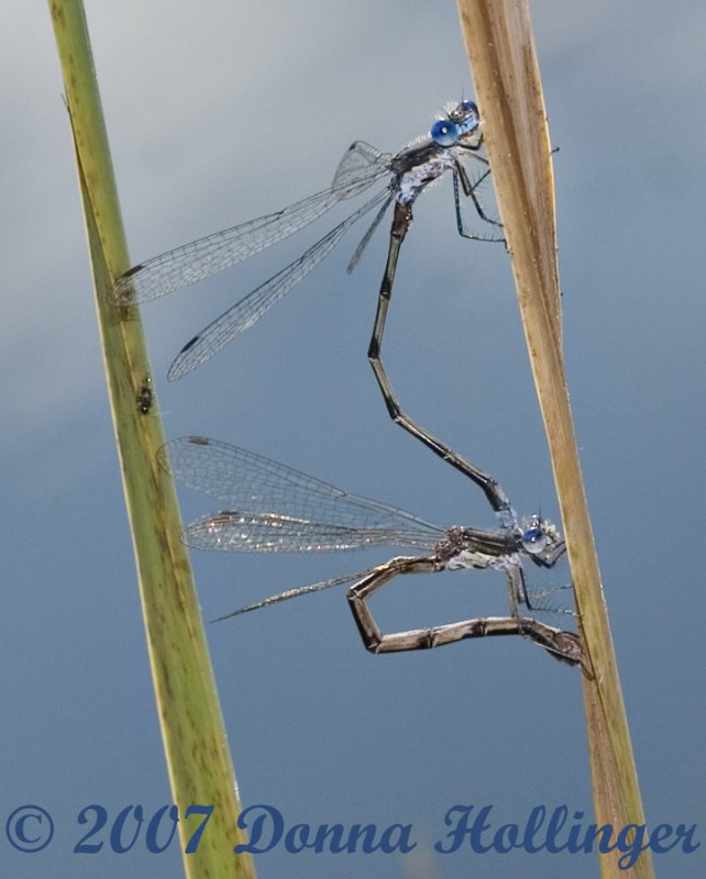 Damsel Flies Mating