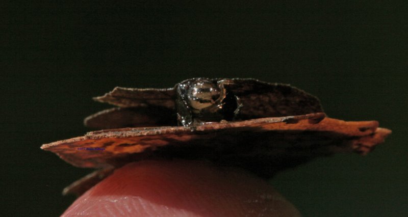 Caddisfly Peeking