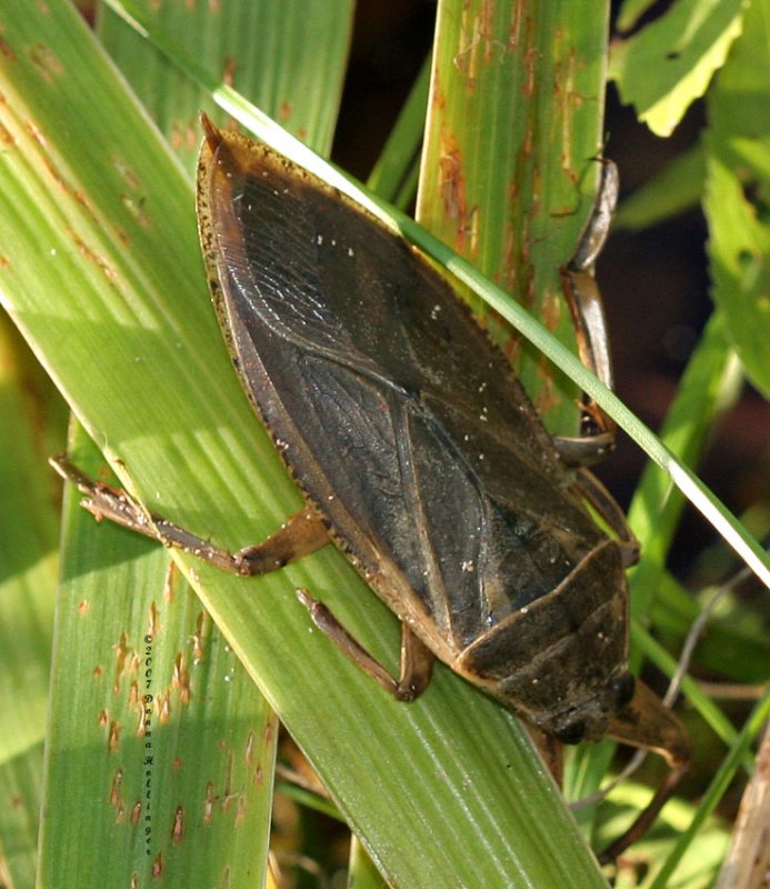 Giant Water Bug