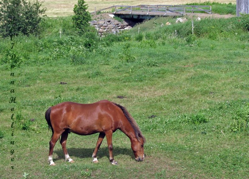 Eating Grass