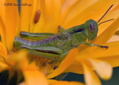 Grasshopper