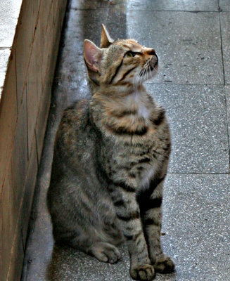 Feral cats in Cyprus, Hawaii and Rome