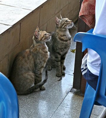 Twins begging at the table