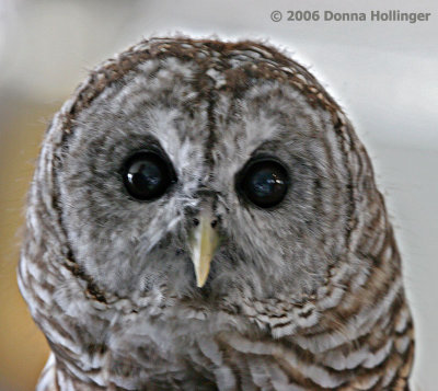 Barred Owl