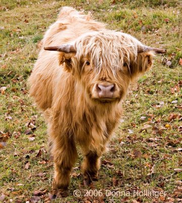 Scottish Highland Cow