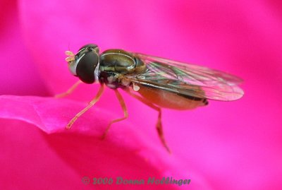 Irridescent wings of the hoverfly