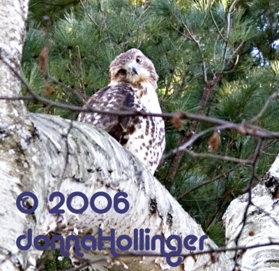 REDTAIL HAWK WATCHING ME